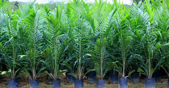 Petani sawit